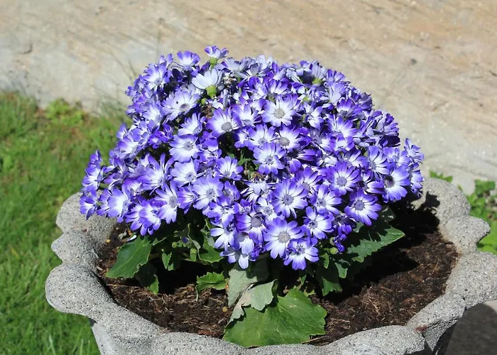 Casa San Martino 아파트 론코 소프라 아스코나