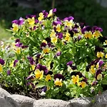 Apartman Casa San Martino Ronco sopra Ascona