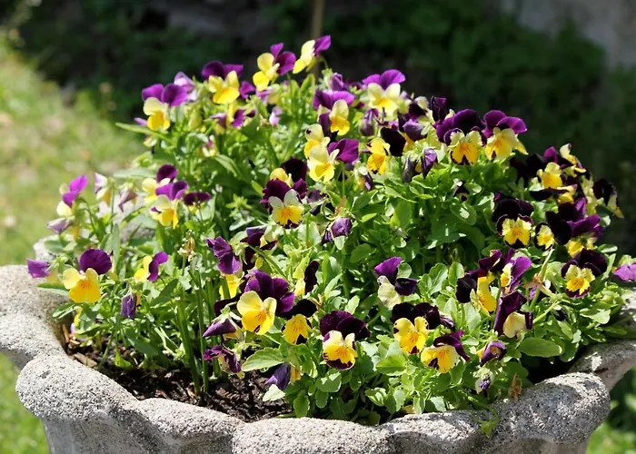 Lägenhet Casa San Martino Ronco sopra Ascona